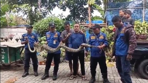 Ular Sanca Jumbo di Ciledug Berhasil Dievakuasi